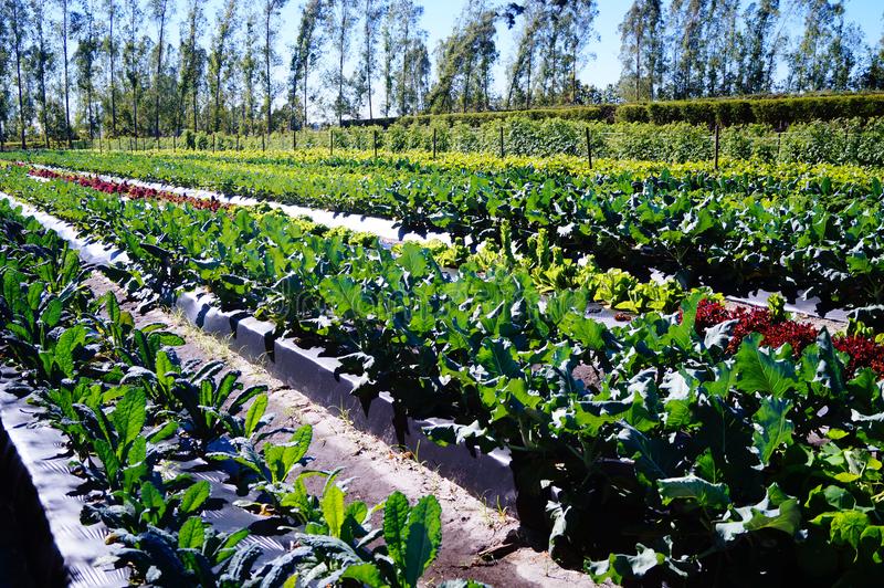 sustainable-farming-south-florida-farm-indiantown-fl-producing-kale-lettuces-using-organic-practices-water-table-management-106051048